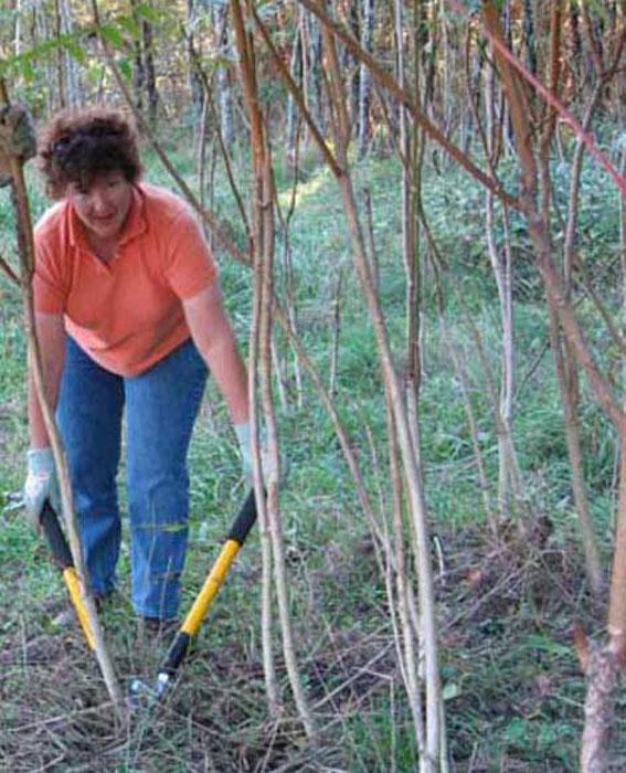 022_Observ_Oct_9_Cutting_Stink_Trees